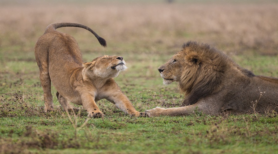 Mikumi Safari: A Three-Day Journey in Tanzania